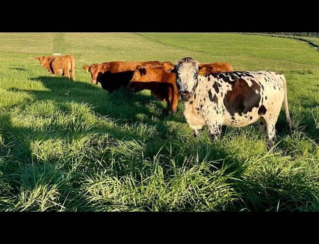 FARM FOR SALE IN MOUNT VERDE